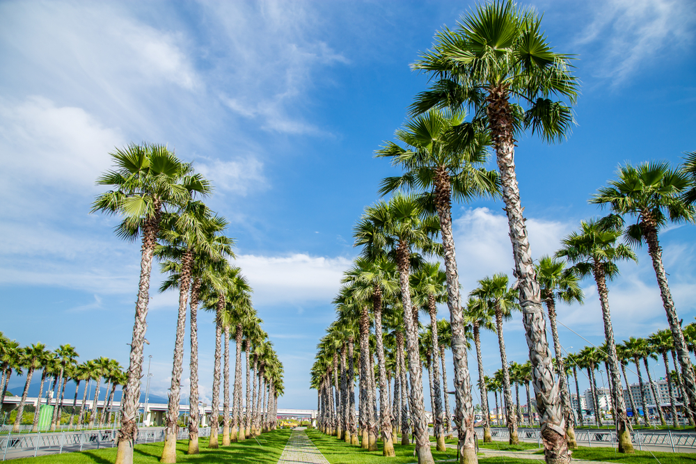 Сочи в июне: пляжи, фестивали и лучшие места для отдыха